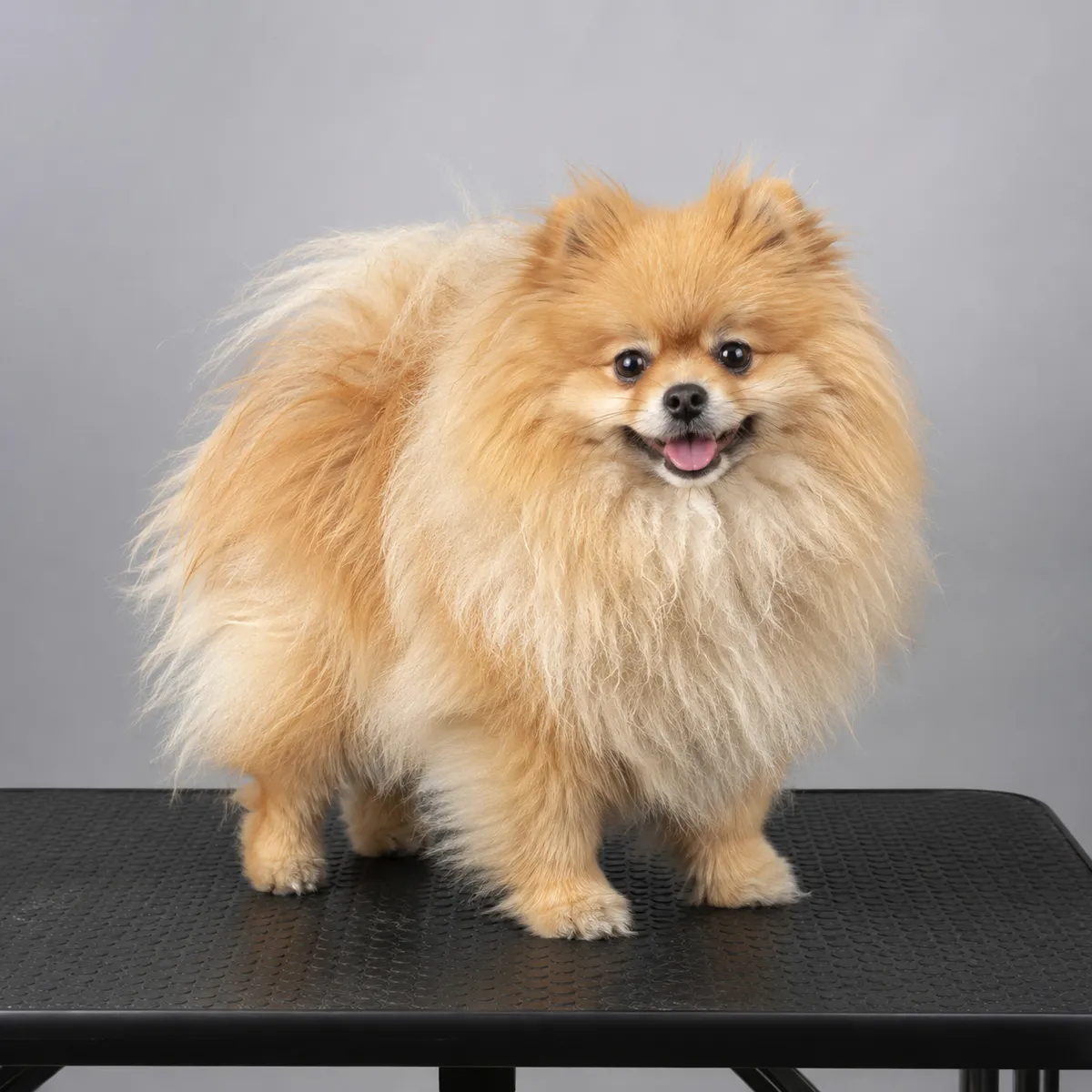 Pomeranian — Boo Cut öncesi